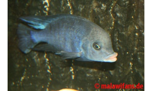 Cyrtocara moorii